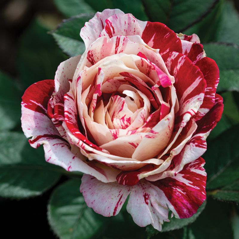 Rosa ‘Scentimental’