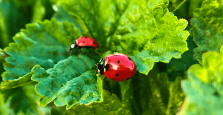 13 Ladybug Release Mistakes That Destroy Gardens – Plus 7 Better Pest Solutions