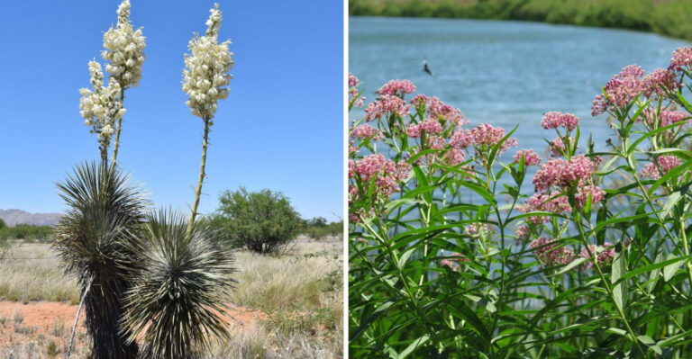 13 Plants That Die in Wet Soil (And 13 That Can’t Get Enough Water)