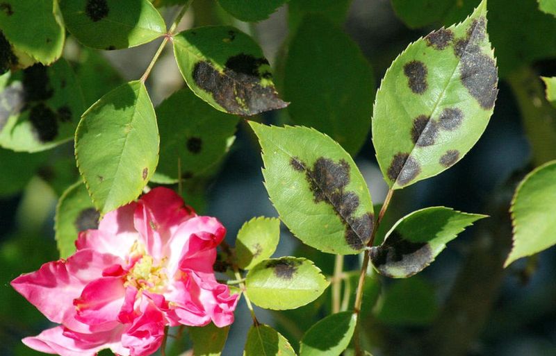 Roses Are High-Maintenance Drama Queens