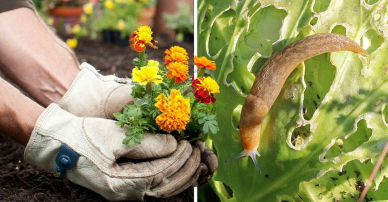 13 Secret Facts About Classic Garden Plants That Nurseries Won’t Tell You