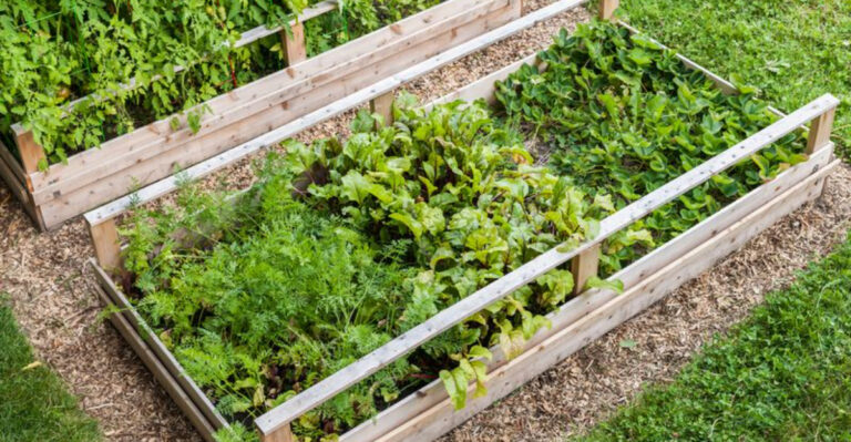 13 Secret Facts About Raised Bed Vegetables That Gardeners Don’t Share