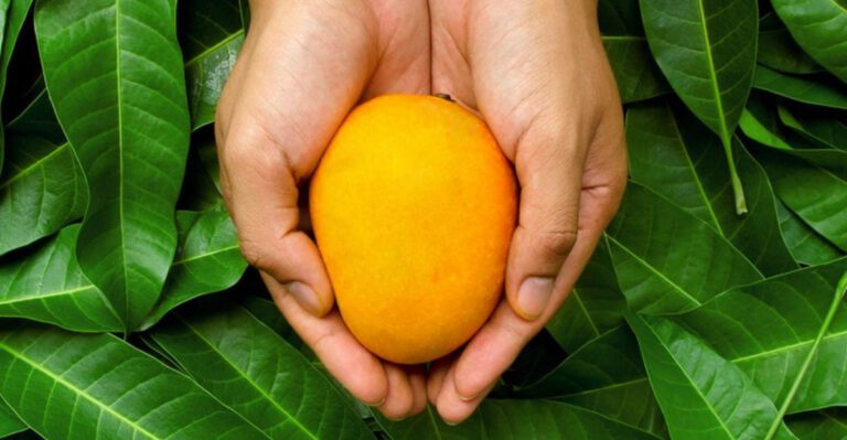 13 Simple Mango Leaf Benefits That Transform Your Health Naturally