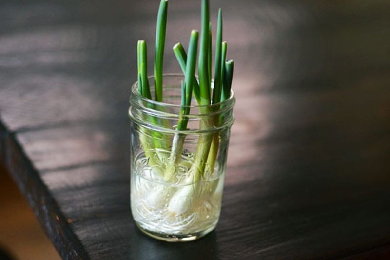 Green Onions/Scallions