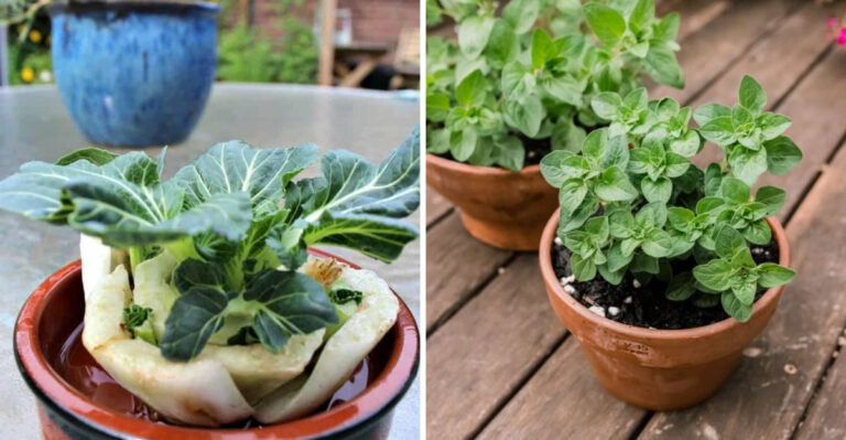 13 Vegetables and 7 Herbs That Regrow Faster and Taste Better With Less Water