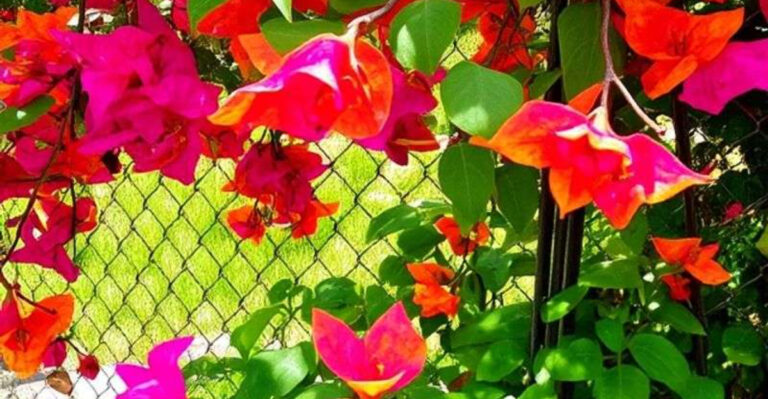 13 Vining Plants That Love Chainlink Fences