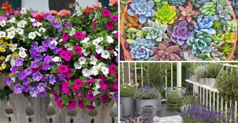 14 Best Plants for Decorating Small Balconies and Patios