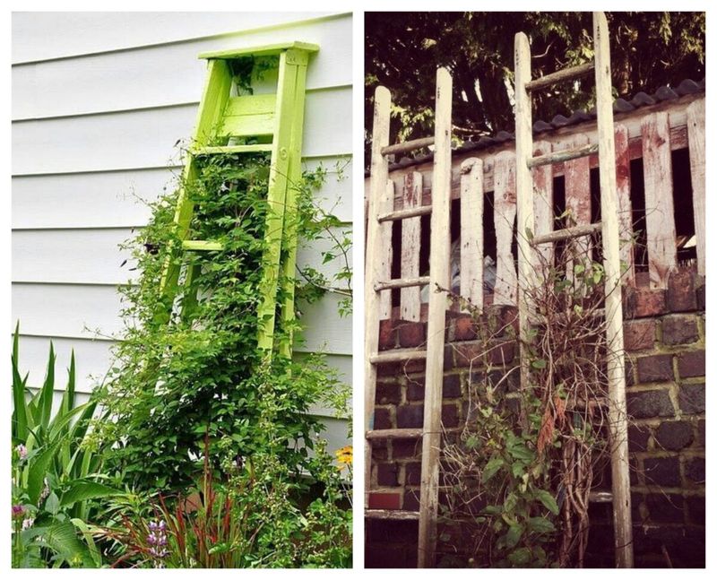 Old Ladder Trellis
