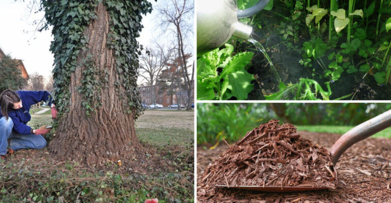 14 Effective Ways to Eliminate Virginia Creeper for Good