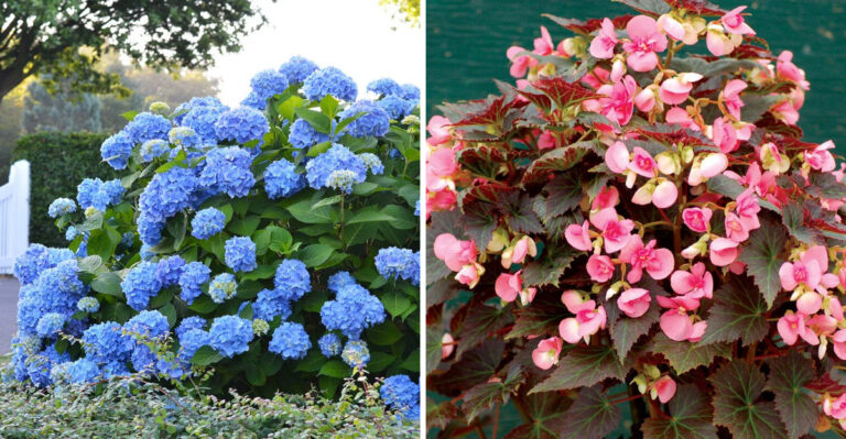 14 Flowers That Hate Pruning (And 14 That Bloom Wild When Cut)