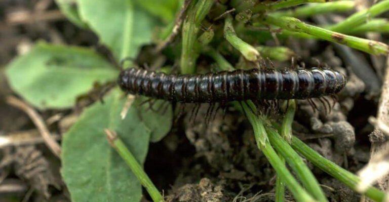 14 Garden Pests That Vanish When You Ditch the Mulch
