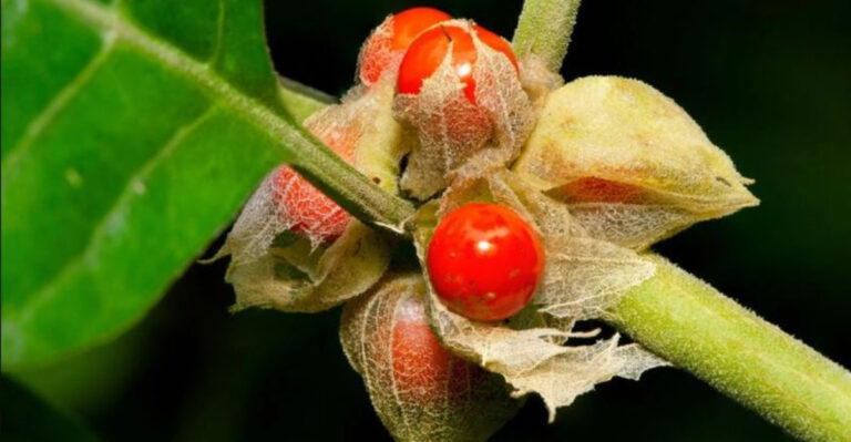 14 Herbs That Support Brain Health and Sharpen Memory