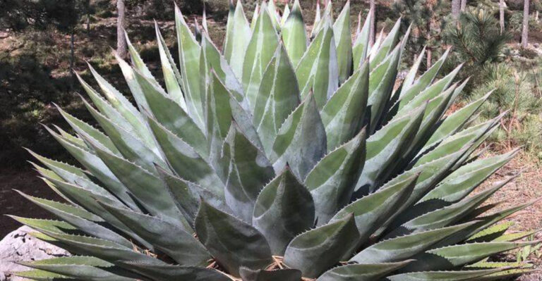 15 Agave Varieties Share One Secret – They Thrive in Snow