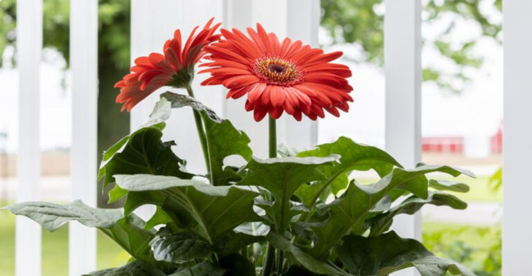 15 Amazing Plants That Will Instantly Freshen Up Your Home