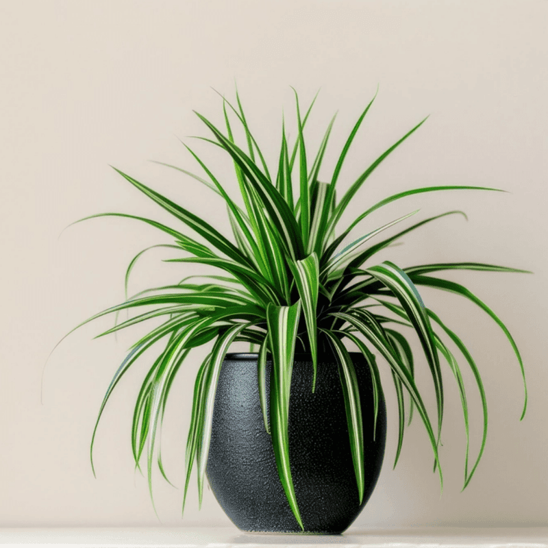 Spider Plant (Chlorophytum comosum)