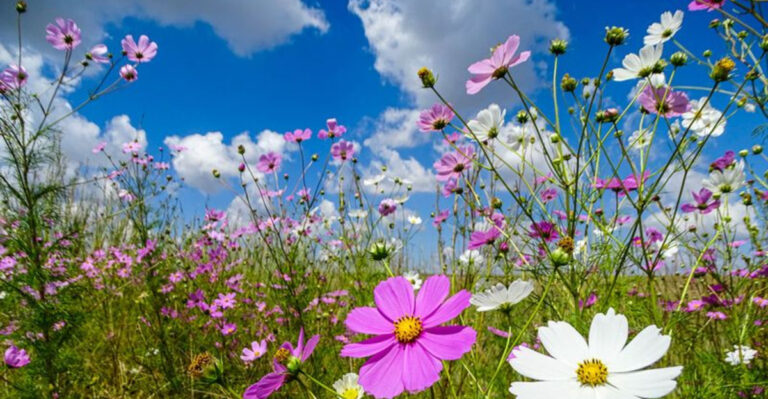 15 Annual Flowers That Bloom All Summer Long