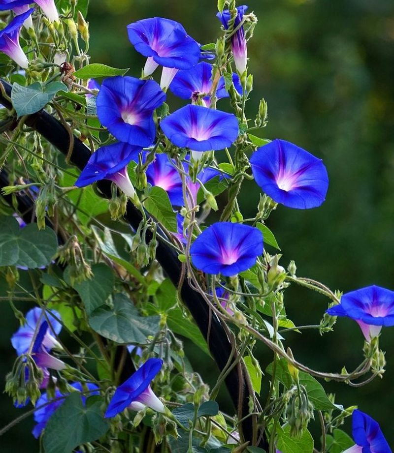 Morning Glory (Ipomoea)