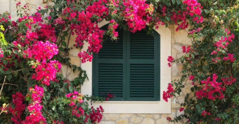 15 Beautiful Flowering Vines to Adorn Walls, Trellises and Fences