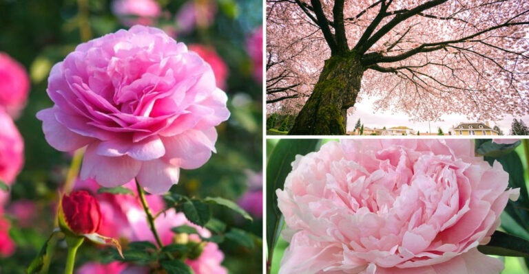 15 Beautiful Pink Flowering Plants You’ll Want for Your Front Door