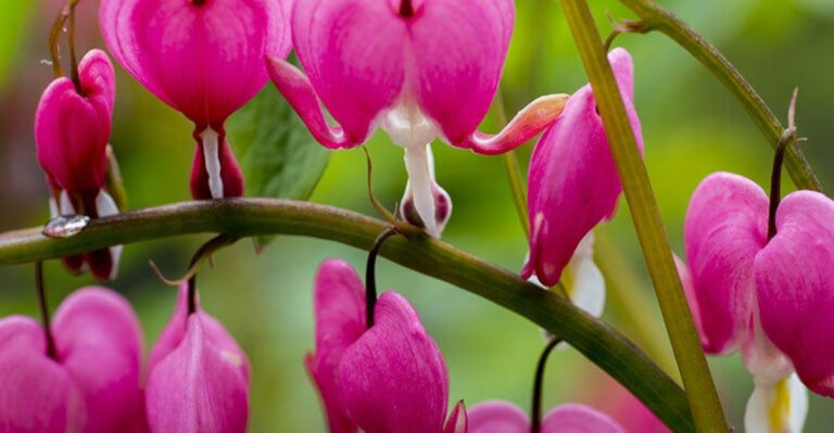 15 Beautiful Shade Perennials Have This Surprising Trait — All-Season Color