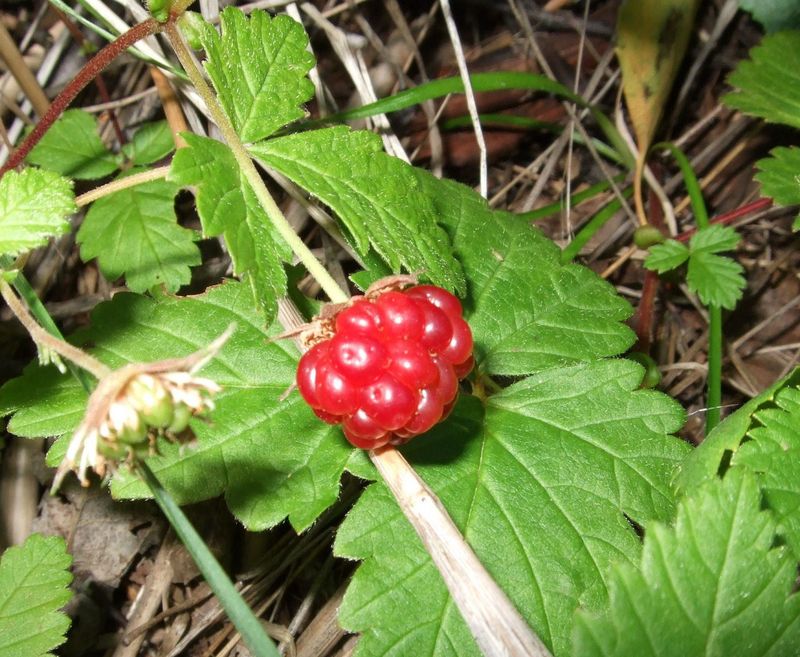 Arctic Raspberry