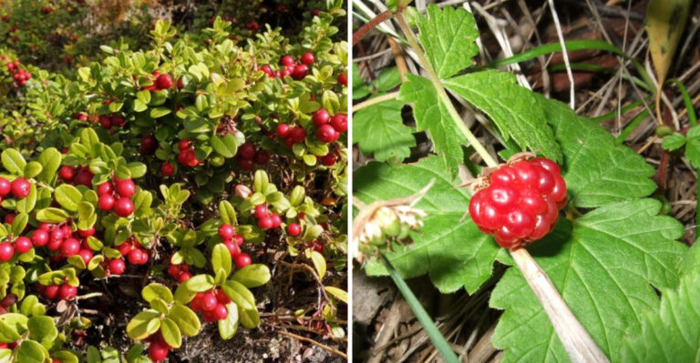 15 Berry Bushes That Thrive in Cold Climates