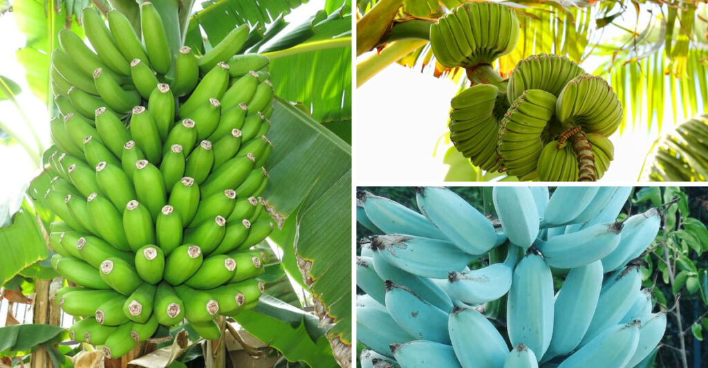 15 Best Banana Varieties to Grow in Your Home Garden - Complete Gardening