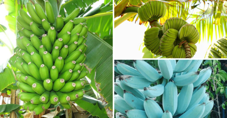 15 Best Banana Varieties to Grow in Your Home Garden
