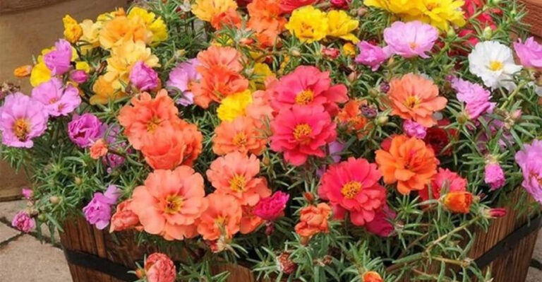 15 Best Summer Plants to Beautify Your Patio and Porch