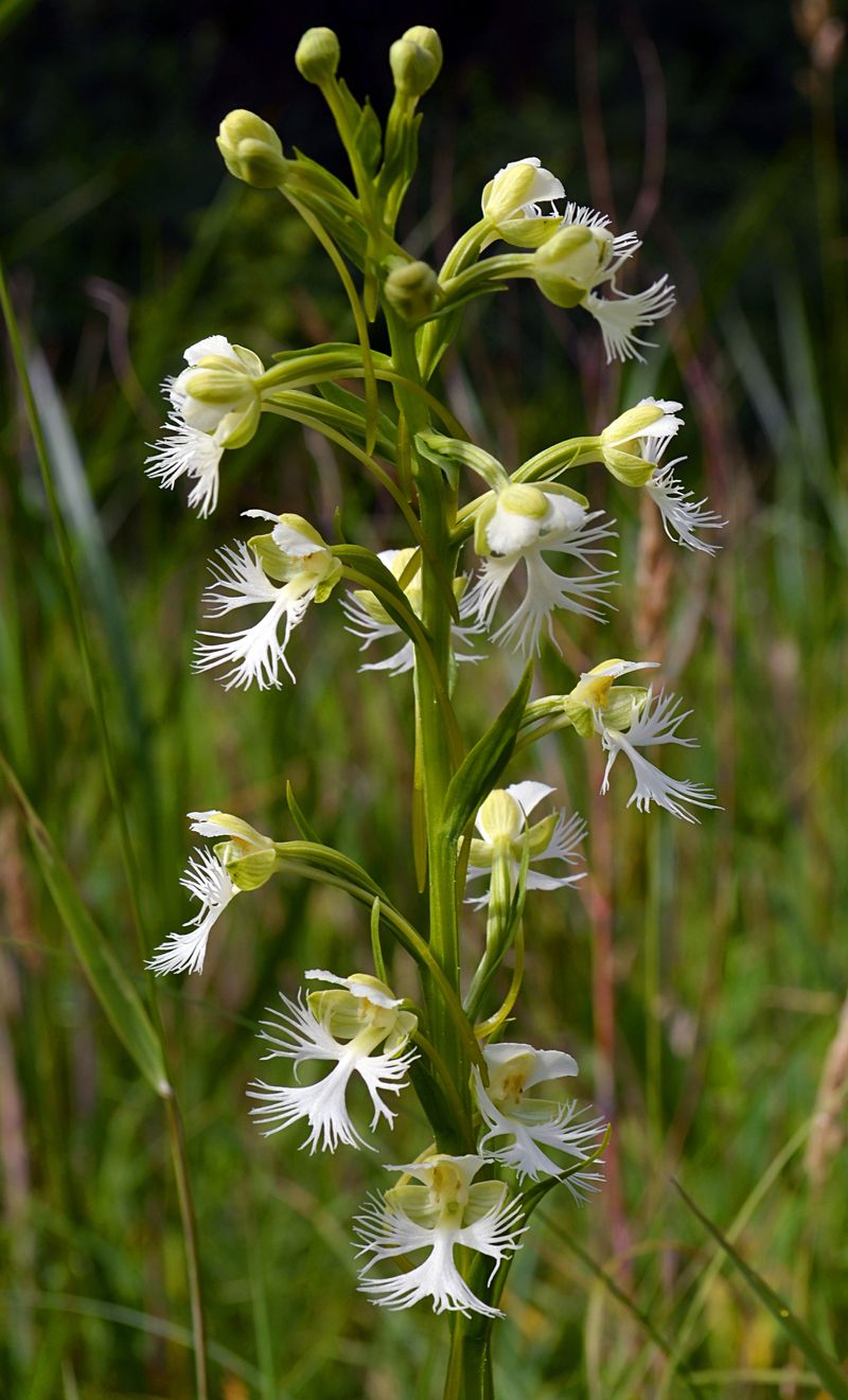 Eastern Prairie Fringed Orchid (Platanthera leucophaea)