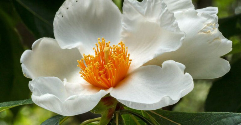 15 Classic American Flowers Almost Lost to Time – Find Out Which