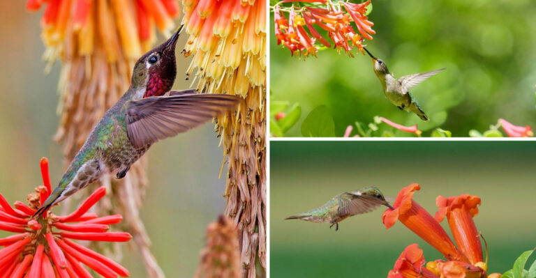 15 Classic Hummingbird Favorites + 11 New Blooms to Try This Season