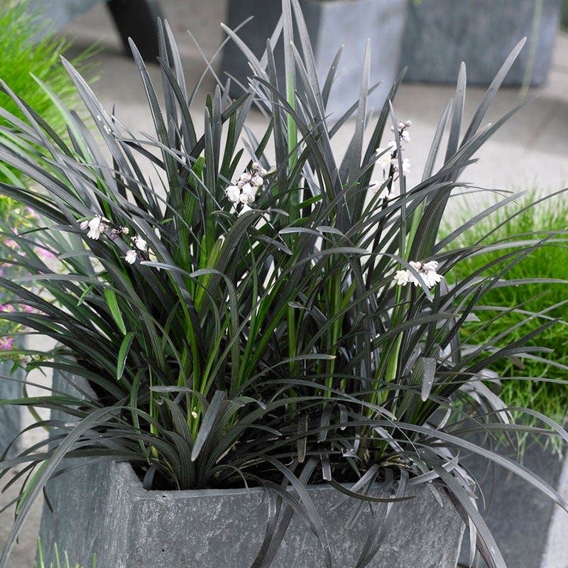 Black Mondo Grass (Ophiopogon planiscapus ‘Nigrescens’)