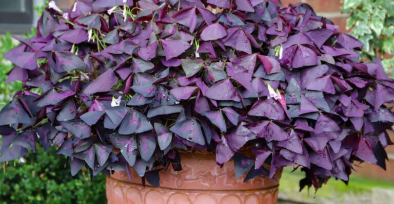 15 Dark Foliage Plants So Striking, You’ll Want to Rip Out Your Lawn