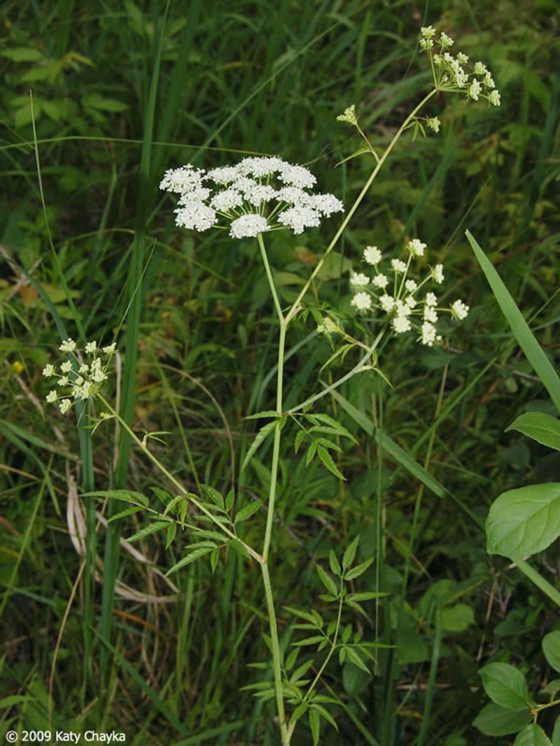 Water Hemlock