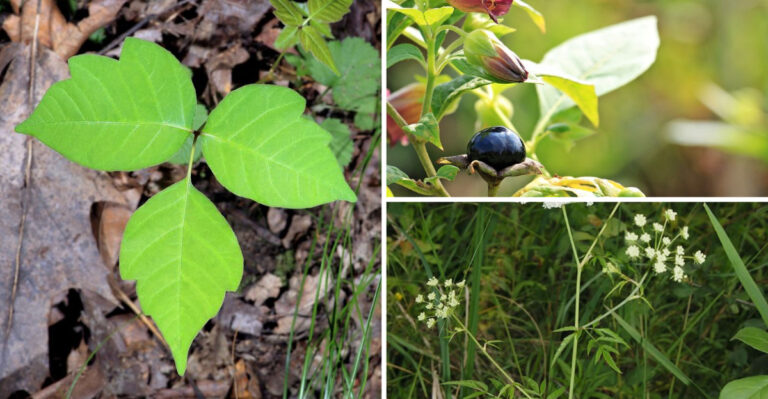 15 Deadly North American Plants That Look Harmless But Kill in Hours