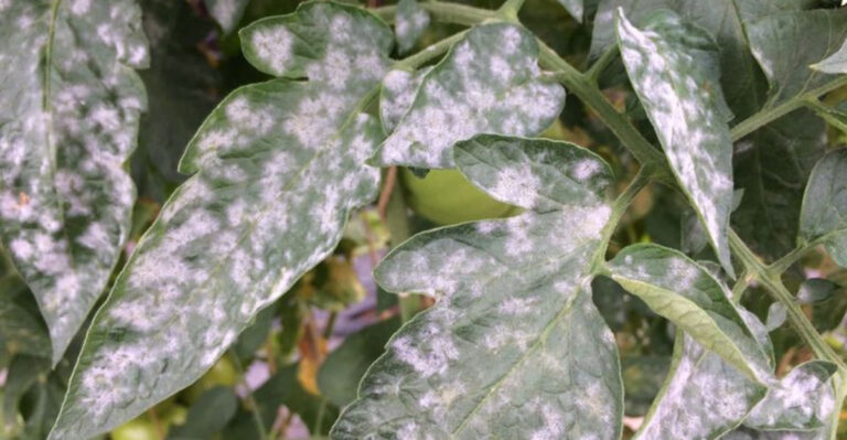 15 Easy Tips For Preventing Powdery Mildew In Your Garden