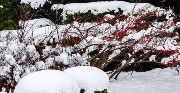 15 Evergreen Plants That Look Better in Winter Than Summer