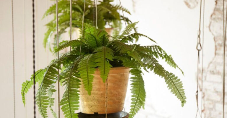 15 Expert Tips for Keeping Your Porch Ferns Vibrant and Lush All Year