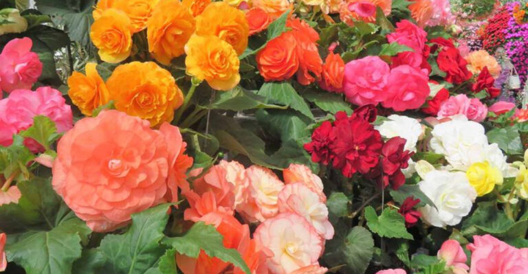 15 Flower Bulbs You Can Still Plant In June For A Beautiful Payoff (Plus 5 That Can Wait)