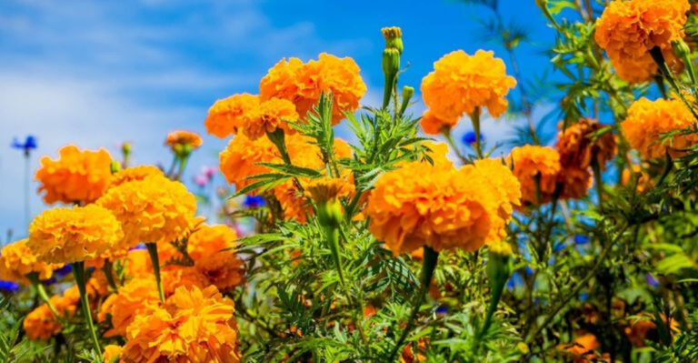 15 Flowers That Symbolize Hope and Optimism