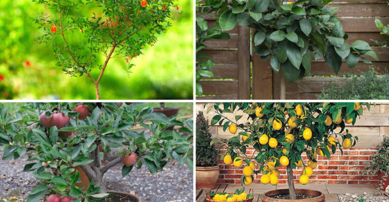 15 Fruit Trees Share One Secret — They Love Containers More Than Soil