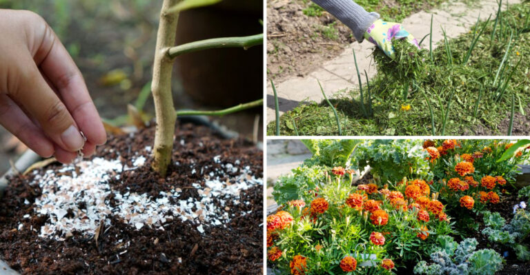 15 Garden Fixes That Cost Nothing and Solve Everything