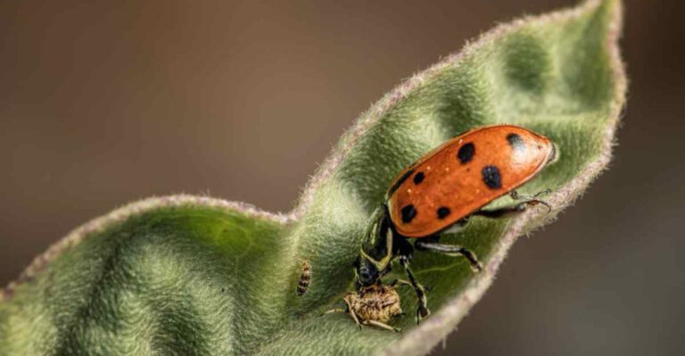 15 Garden Myths You Need to Stop Believing Right Now