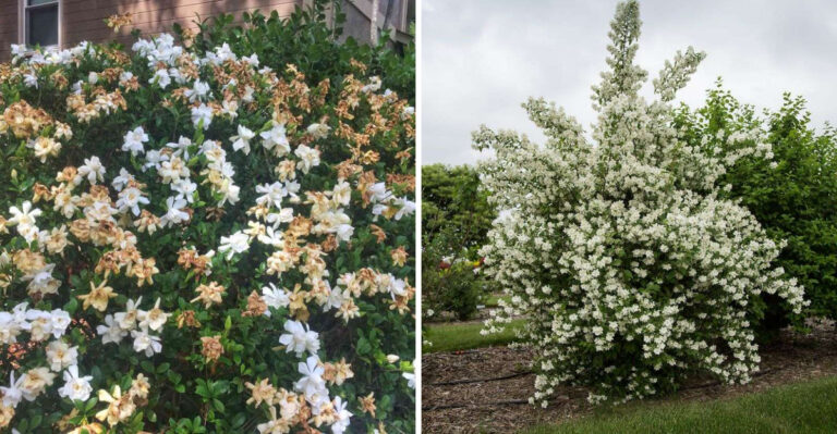 15 Gardenia Death Traps – Plus 5 Foolproof Alternatives That Thrive