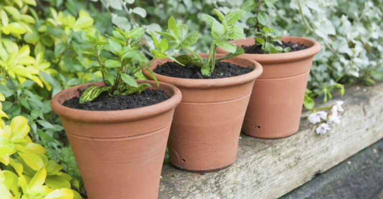 15 Gardening Mistakes To Avoid If You’re Growing Mint This Year