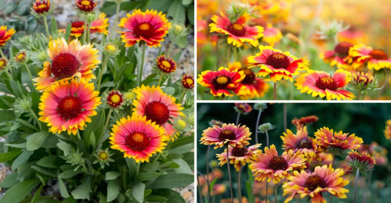 15 Gardening Tips For Growing A Field Of Blanket Flowers