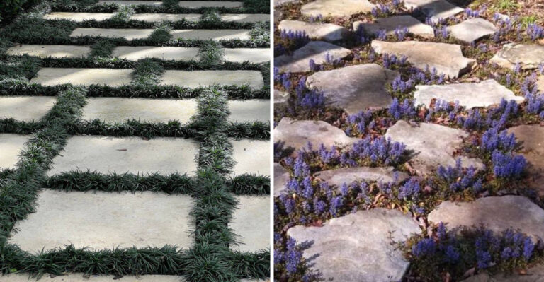 15 Genius Ideas for Planting Between Stepping Stones