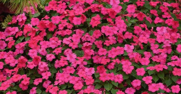 15 Gorgeous Flowers That Can Bloom Year Round