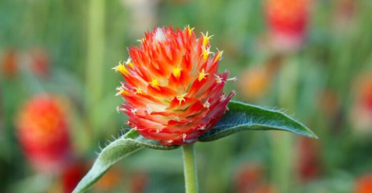 15 Great Garden Summer Plants You’ve Never Heard Of (And Should Have)